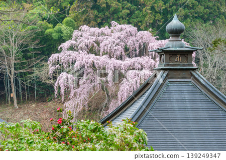 垂枝櫻花和山茶花 垂枝櫻花和山茶花 139249347