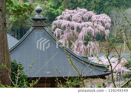 Fukuju-ji Temple cherry blossoms and temple buildings Fukuju-ji Temple cherry blossoms and temple buildings 139249349