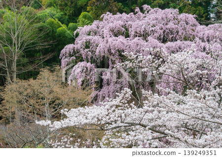 The weeping cherry tree at Fukuju-ji Temple The weeping cherry tree at Fukuju-ji Temple 139249351