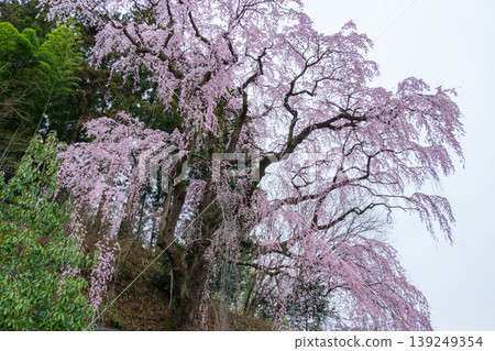 Cherry blossom petals from Fukuju-ji Temple Cherry blossom petals from Fukuju-ji Temple 139249354