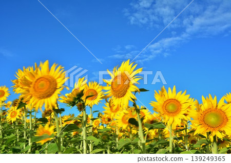 Sunflower flowers in the blue sky Sunflower flowers in the blue sky 139249365