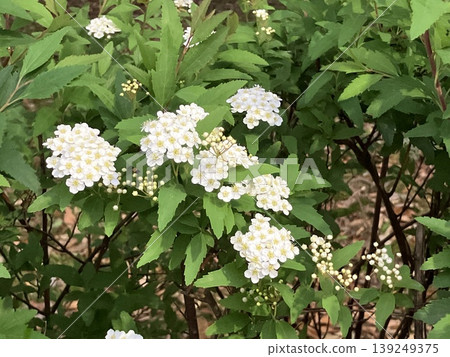 花 花 139249375