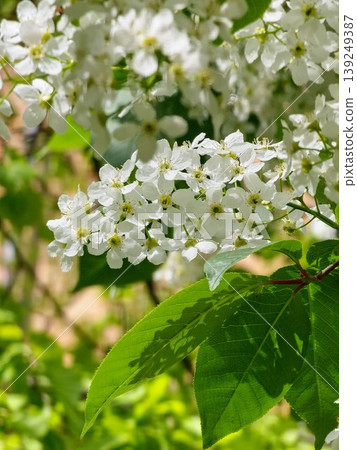 Beautiful white spring flowers, tree branches on a sunny day, or Prunus padus blooming in spring. Its delicate, small white flowers have a fragrant scent. Beautiful white spring flowers, tree branches on a sunny day, or Prunus padus blooming in spring. Its delicate, small white flowers have a fragrant scent. 139249387