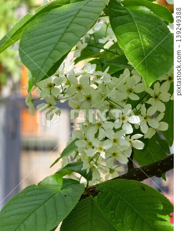 Beautiful white spring flowers, tree branches on a sunny day, or Prunus padus blooming in spring Beautiful white spring flowers, tree branches on a sunny day, or Prunus padus blooming in spring 139249388