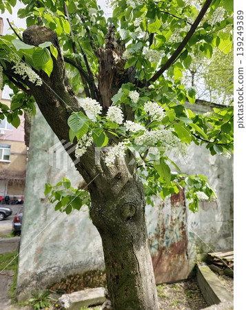 In spring, bird cherry, or Prunus padus, grows and blooms in nature In spring, bird cherry, or Prunus padus, grows and blooms in nature 139249389