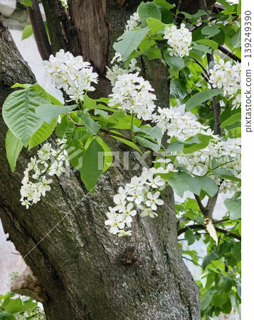 White flowers blooming bird cherry. Bird Cherry Tree in Blossom. Close-up of a Flowering Prunus padus Tree with White Little Blossoms. Blooming Sweet Bird-Cherry Tree in Spring. Springtime concept. White flowers blooming bird cherry. Bird Cherry Tree in Blossom. Close-up of a Flowering Prunus padus Tree with White Little Blossoms. Blooming Sweet Bird-Cherry Tree in Spring. Springtime concept. 139249390