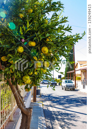 Citrus tree branches with ripening yellow mandarins on a sunny street in Paphos, Cyprus. Mediterranean urban scene Citrus tree branches with ripening yellow mandarins on a sunny street in Paphos, Cyprus. Mediterranean urban scene 139249415