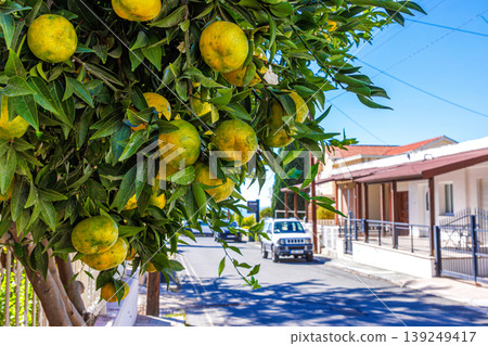 Citrus tree branches with ripening yellow mandarins on a sunny street in Paphos, Cyprus. Mediterranean urban scene 139249417