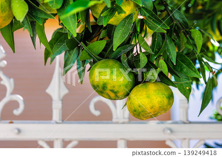 Ripe mandarins on a citrus tree  with a blurred building in the background 139249418