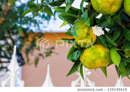Ripe mandarins on a citrus tree  with a blurred building in the background 139249419