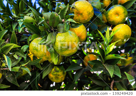 Branches of ripening mandarins or clementines growing on a citrus tree with green leaves in bright sunlight. 139249420