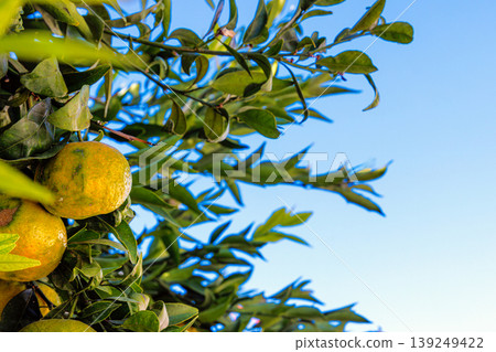 Ripe mandarin or clementine on a citrus tree with green leaves against a clear blue sky with copy space. 139249422