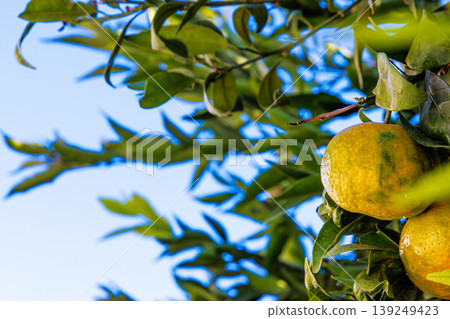 Ripe mandarin or clementine on a citrus tree with green leaves against a clear blue sky with copy space. 139249423