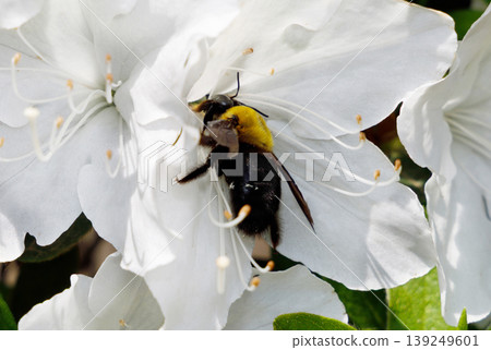 A bear gathering honey from azalea 139249601