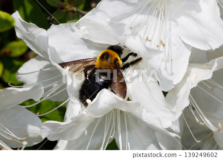 A bear gathering honey from azalea 139249602