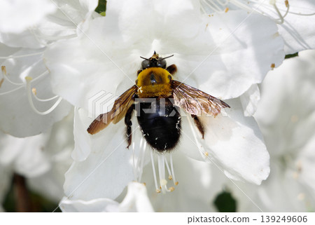 A bear gathering honey from azalea A bear gathering honey from azalea 139249606