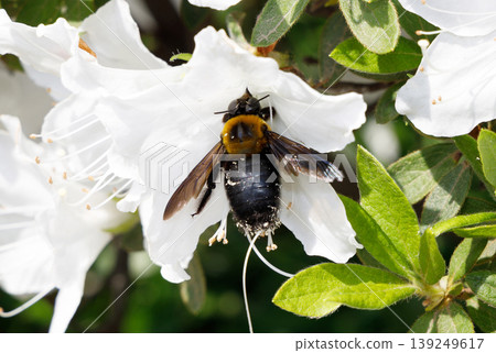 A bear gathering honey from azalea A bear gathering honey from azalea 139249617