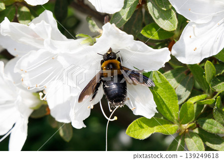 A bear gathering honey from azalea A bear gathering honey from azalea 139249618