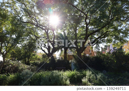 The sun seen through the trees The sun seen through the trees 139249711