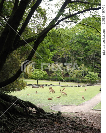 在古都奈良,享受片刻休息。從一棵參天大樹下眺望荒池公園,鹿群悠閒地棲息其間。 在古都奈良,享受片刻休息。從一棵參天大樹下眺望荒池公園,鹿群悠閒地棲息其間。 139249742