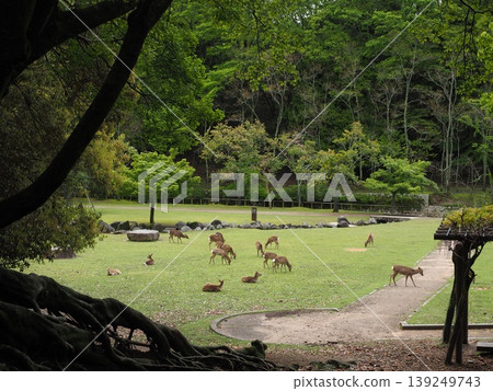 奈良公園，一片鬱鬱蔥蔥的綠地，還有寧靜的鹿群。 139249743