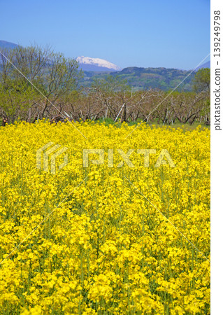 A view of rapeseed flowers in full bloom from near Obuse Bridge (Obuse Town, Nagano Prefecture) A view of rapeseed flowers in full bloom from near Obuse Bridge (Obuse Town, Nagano Prefecture) 139249798