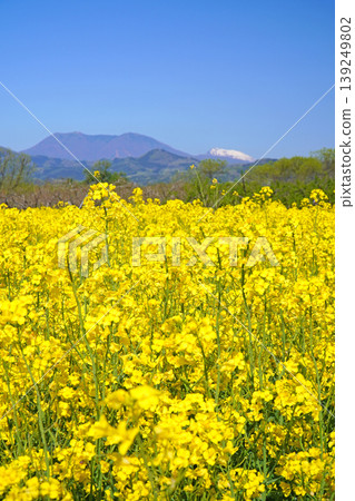 A view of rapeseed flowers in full bloom from near Obuse Bridge (Obuse Town, Nagano Prefecture) A view of rapeseed flowers in full bloom from near Obuse Bridge (Obuse Town, Nagano Prefecture) 139249802