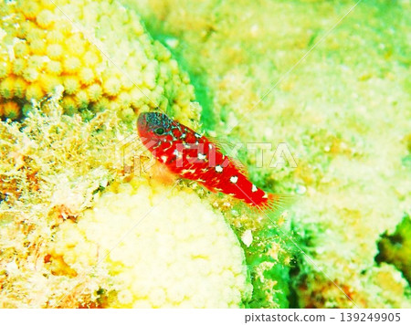 A red goby photographed in Okinawa. A red goby photographed in Okinawa. 139249905