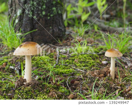 Ecological photograph of Kabairo Tsurutake 139249947