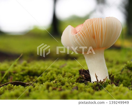 Ecological photograph of Keshohatsu Ecological photograph of Keshohatsu 139249949