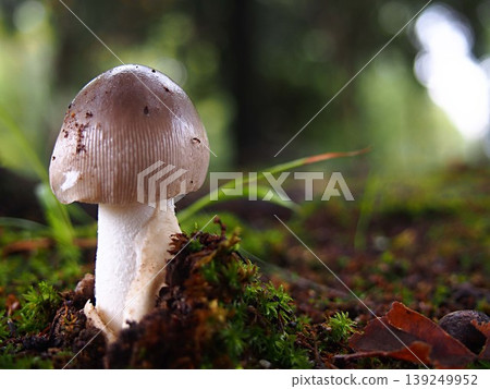 Ecological photo of vine mushroom Ecological photo of vine mushroom 139249952