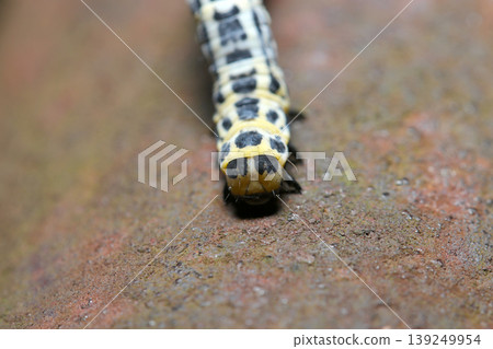 Close-up of the head of a black, white, and yellow broad-banded geometrid moth larva on a rusty railing (Japanese insect ecology, strobe macro photography) Close-up of the head of a black, white, and yellow broad-banded geometrid moth larva on a rusty railing (Japanese insect ecology, strobe macro photography) 139249954