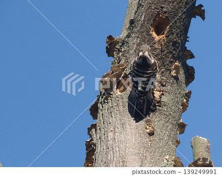 Kogera stopping in a tree 139249991