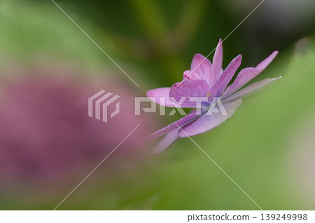 Pretty hydrangea flowers Pretty hydrangea flowers 139249998