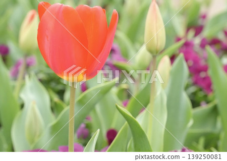 Cute red tulips blooming in the spring park – the arrival of spring. Cute red tulips blooming in the spring park – the arrival of spring. 139250081