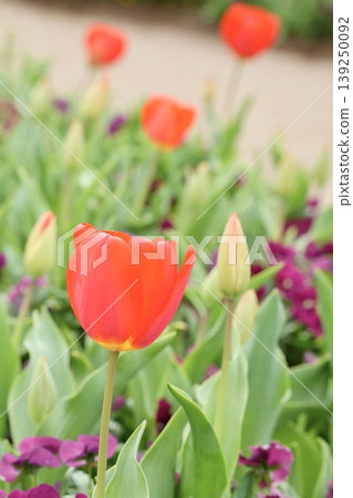 Cute red tulips blooming in the spring park – the arrival of spring. Cute red tulips blooming in the spring park – the arrival of spring. 139250092