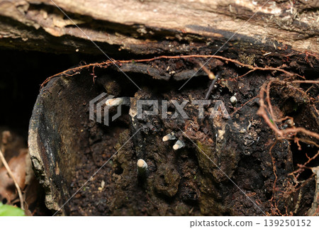 屬於棒狀菇屬（Clavaria）的細長黑色蘑菇，頂部呈棕色，有毛（日本野生蘑菇生態的微距攝影）。 139250152