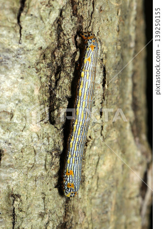 A larva of the geometrid moth *Hymenophyllum spp.* crawling on the bark (outdoor field insect ecology macro photography) A larva of the geometrid moth *Hymenophyllum spp.* crawling on the bark (outdoor field insect ecology macro photography) 139250155