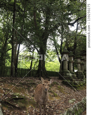 A forest where you can encounter messengers of the gods. Historical stone lanterns lining the approach to Kasuga Taisha Shrine and wild deer. 139250275