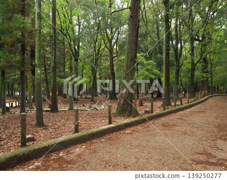 The sacred forest of the ancient capital of Nara. A walking path leading from the approach to Kasuga Taisha Shrine and groves of trees in fresh greenery. The sacred forest of the ancient capital of Nara. A walking path leading from the approach to Kasuga Taisha Shrine and groves of trees in fresh greenery. 139250277