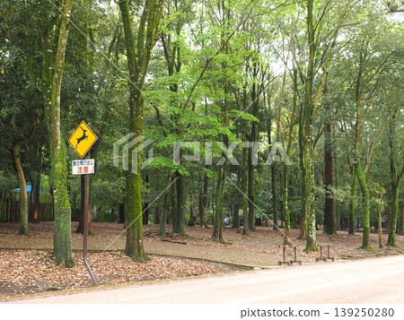 一個人類與野生鹿群和諧共處的城鎮。通往奈良公園和若草山的道路沿途風光。 139250280