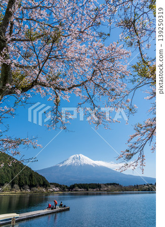 Cherry blossoms in full bloom reflected on the surface of Lake Tanuki 139250319