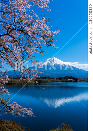 盛開的櫻花倒映在狸湖水面上 139250320