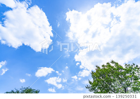 Springtime blue sky, clouds, and fresh green leaves 139250331
