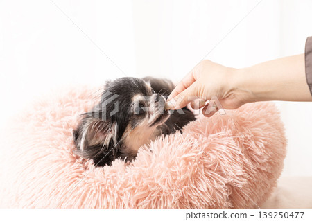 吉娃娃犬基拉拉正在享用零食 139250477