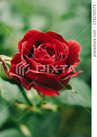Red roses in an old Japanese house Red roses in an old Japanese house 139250575