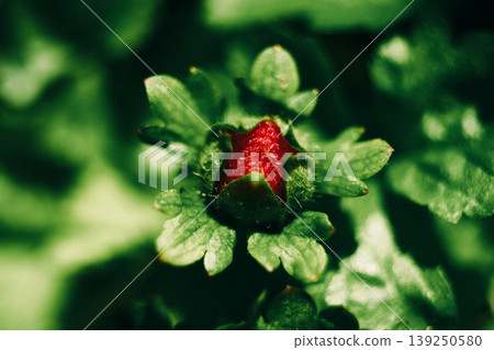 The red fruit of Hevietichigo The red fruit of Hevietichigo 139250580