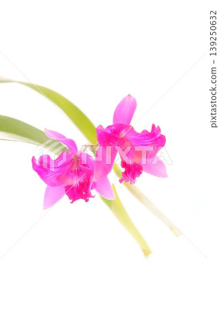 Pink Cattleya 'Hawaiian Splash' against a bright background Pink Cattleya 'Hawaiian Splash' against a bright background 139250632