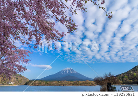 春天,從精進湖眺望櫻花盛開和富士山 春天,從精進湖眺望櫻花盛開和富士山 139250651