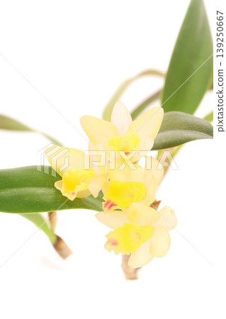Yellow Cattleya in Fairyland with a bright background. Yellow Cattleya in Fairyland with a bright background. 139250667